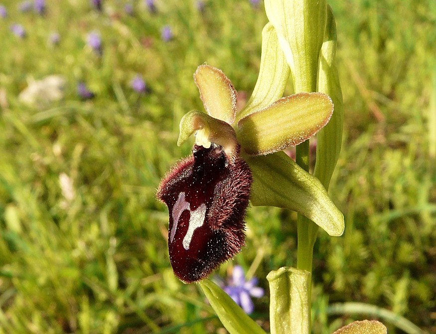 Ophrys promontorii?